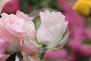 Pink Rose Close up Outdoors at Wedding