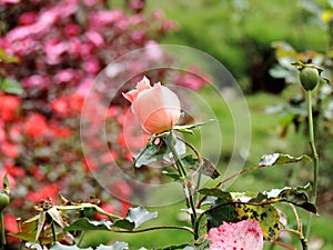 Pink Rose close-up in Rose Garden in Munnar, Kerala, India