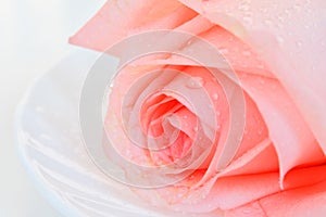 Pink rose closeup