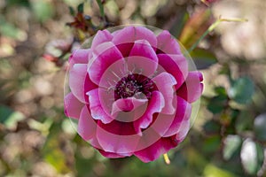 Pink rose closeup