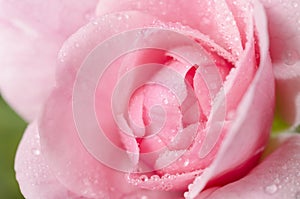 Pink rose closeup