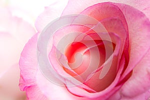 Pink rose closeup - blossom / petal macro