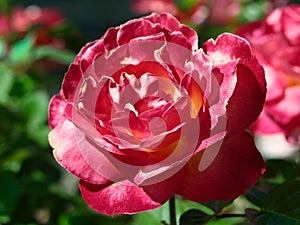 Pink rose closeup rose garden