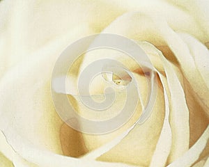 Pink Rose Closeup Macro Photo