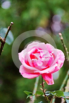 pink rose closeup shot marco