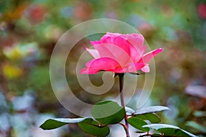 pink rose closeup shot marco