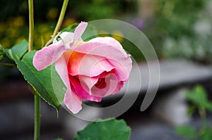 Pink Rose Closeup