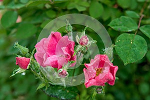 Pink rose closeup with water drops after summer rain