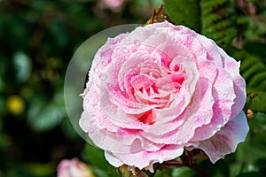 Pink rose closeup with water drops after summer rain