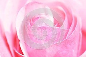 Pink rose closup