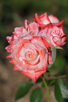 Pink Rose Cluster