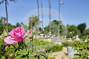 Pink roses and cocoons with a blurred green park in the background photo