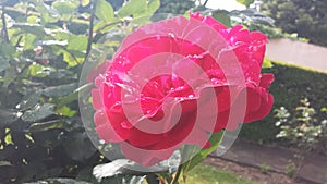 Pink rose, colorful spring