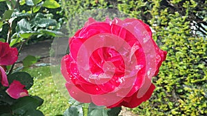 Pink rose, colorful spring photo