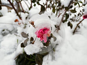 The pink rose is covered with snow. A rose bush in a snowdrift.