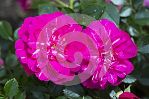 Pink rose Cubana