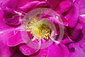 Pink rose Cubana photo