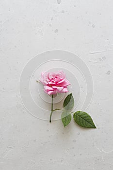 Pink rose cut flower lies on gray light background. One beautiful rose on a white table. Minimalism. Postcard, cover, surprise or