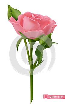 Pink Rose. 3d realistic vector object