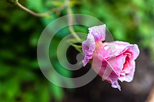 Pink rose at dawn cooled by a few drops of dew