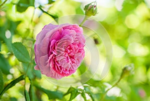 Pink rose de rescht flower