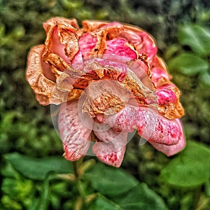 Pink Rose Dead Flower Flora Aotearoa