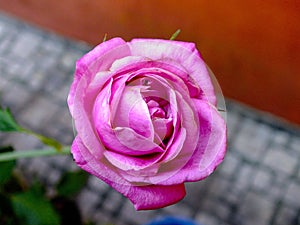 Pink rose and the detail of its petals