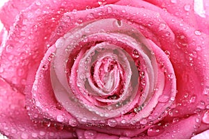 Pink rose with dew