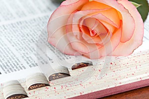 A pink rose on of a dictionary