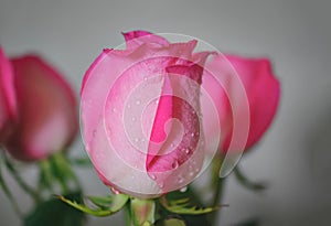 Pink rose with dripping water drops from petals