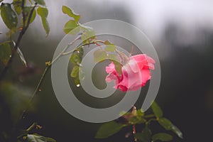 Pink rose drooping on rosebush on a rainy day photo