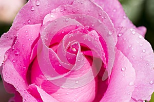 Pink Rose with drops