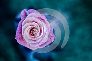 Pink rose with drops of dew on on mystic blue background.