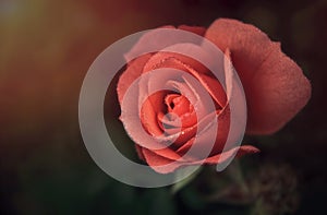 Pink rose in the drops of morning dew