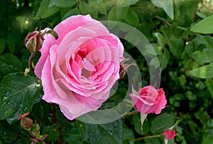 Pink rose with drops on the petals.