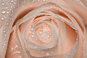 Pink rose with drops of water