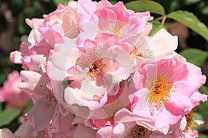 Pink Rose in EL Paso, TX Municipal Rose Garden in 2017 photo