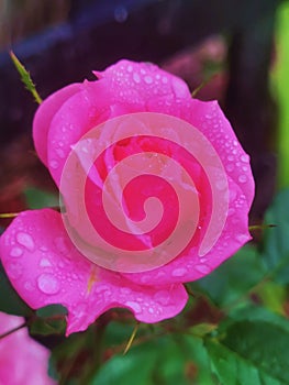 Pink Rose Enchanted Garden, Water Drops, Rustic Flower Garden. Petals Magical Bloom fairy Flower.