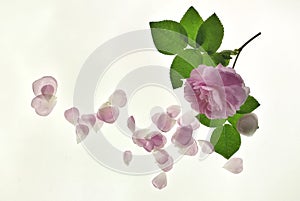 pink rose with falling petals and small drops of water on a white background