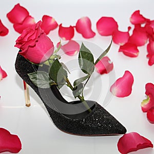 Pink rose in a female shoe. Black shoes with high heels