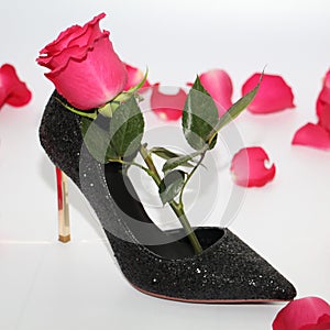 Pink rose in a female shoe. Black shoes with high heels