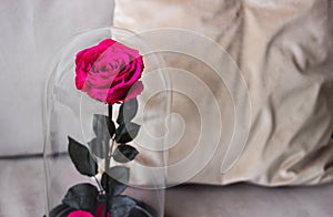 Pink rose in a flask. Long-lasting rose, Preserved