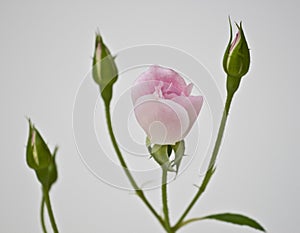 Pink rose flower