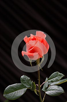 Pink rose flower