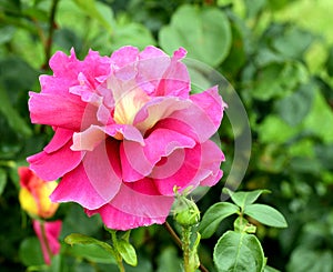 Pink rose flower