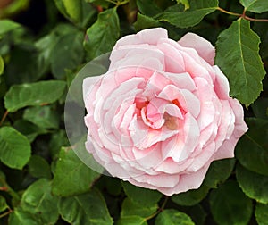 Pink rose flower