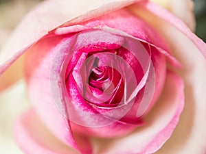 Pink rose flower