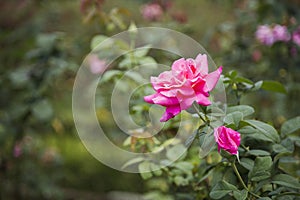 Pink Rose Flower