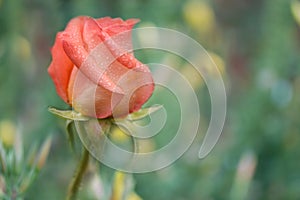 Pink rose flower. Abstract blurred festive background with free space for an inscription. Side view