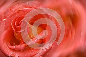 Pink rose flower. Abstract blurred festive background with free space for an inscription. Side view